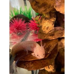 Growth-of-Enigma-Axolotl