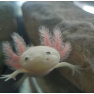 How-Do-I-Stop-My-Axolotl-From-Biting-Each-Other