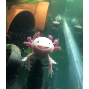 How-Many-Stages-Of-Life-Do-Axolotls-Have