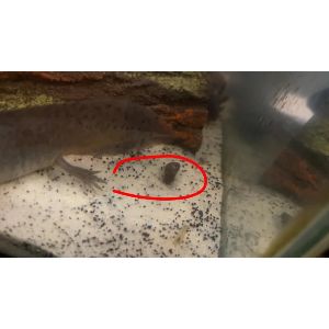 How-Many-Times-Does-Axolotl-Poop