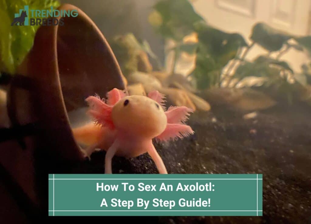 How-To-Sex-An-Axolotl-A-Step-By-Step-Guide-template