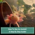 How-To-Sex-An-Axolotl-A-Step-By-Step-Guide-template