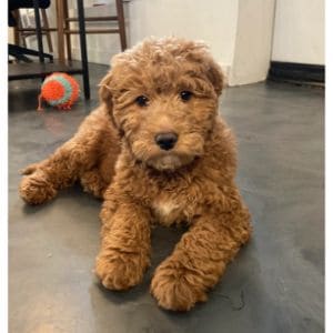 How-to-Choose-Goldendoodle-Breeders-in-the-USA