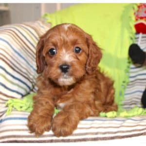 How-to-Choose-a-Cavapoo-Breeder-in-Quebec