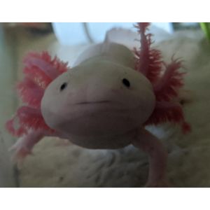 How-to-Tell-an-Axolotls-Sex-Male-vs.-Female-Axolotl
