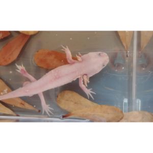 Is-Axolotl-Dangerous-To-Humans