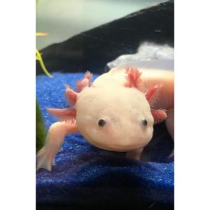 Is-It-Safe-For-Axolotls-To-Glow