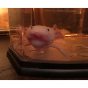 Is-It-Safe-To-Touch-Axolotl
