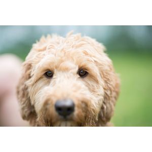 Knudawn-Southern-Goldendoodles