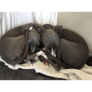 Laynes-Italian-Greyhounds