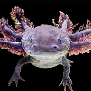 Lifecycle-of-an-Axolotl