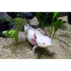 Playing-With-Axolotls