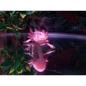 Recreational-Activities-and-Objects-For-Axolotls