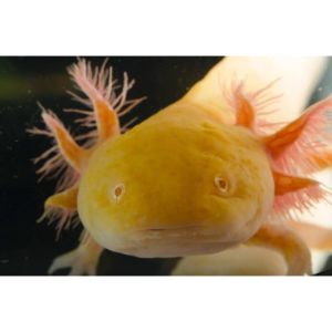 Risks-Associated-With-Holding-or-Touching-Axolotls