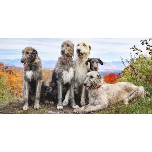 Salon-Canin-Geant-Shrek-Irish-Wolfhounds