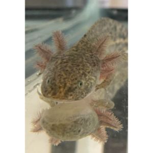 Setting-up-Aquarium-for-Enigma-Axolotl