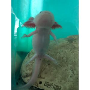 The-Appearance-of-Unhealthy-Axolotl-Poop