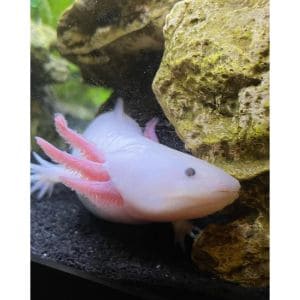 The-Lifespan-of-an-Axolotl