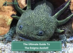 The-Ultimate-Guide-To-The-Enigma-Axolotl-template
