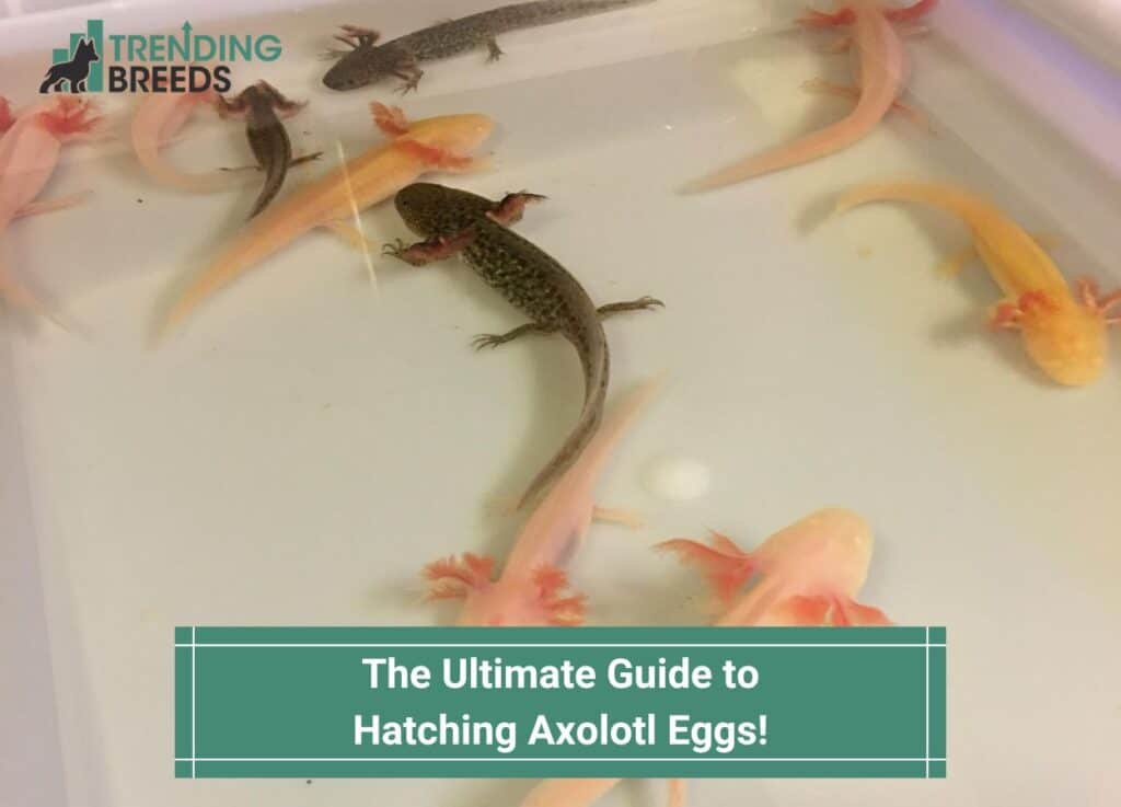 The-Ultimate-Guide-to-Hatching-Axolotl-Eggs-template