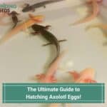 The-Ultimate-Guide-to-Hatching-Axolotl-Eggs-template