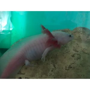 Ways-to-Clean-Axolotl-Poop