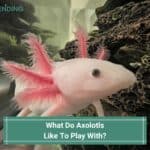 What-Do-Axolotls-Like-To-Play-With-template