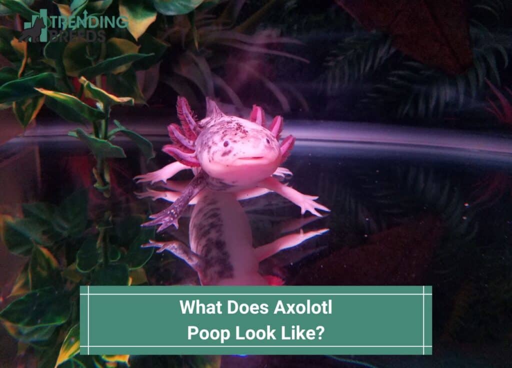 What-Does-Axolotl-Poop-Look-Like-template