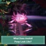 What-Does-Axolotl-Poop-Look-Like-template