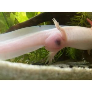 What-Does-Axolotl-Poop-Look-Like