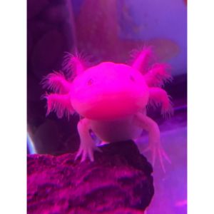 What-Light-Do-Axolotls-Glow-Under