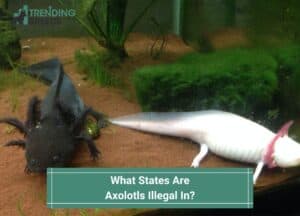 What-States-Are-Axolotls-Illegal-In-template