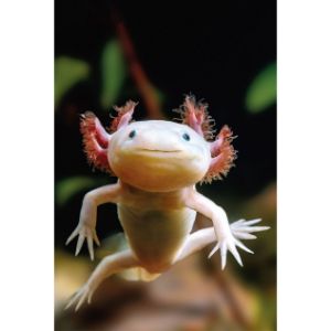 What-is-the-Right-Way-of-Handling-Axolotl
