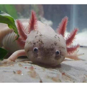 What-is-the-Safe-Way-of-Handling-an-Axolotl