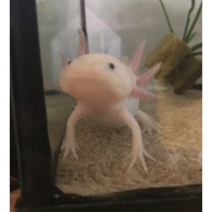 When-Is-It-Possible-to-Tell-an-Axolotls-Sex