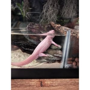 Where-to-Buy-an-Axolotl