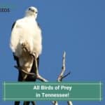 All-11-Birds-of-Prey-in-Tennessee-template