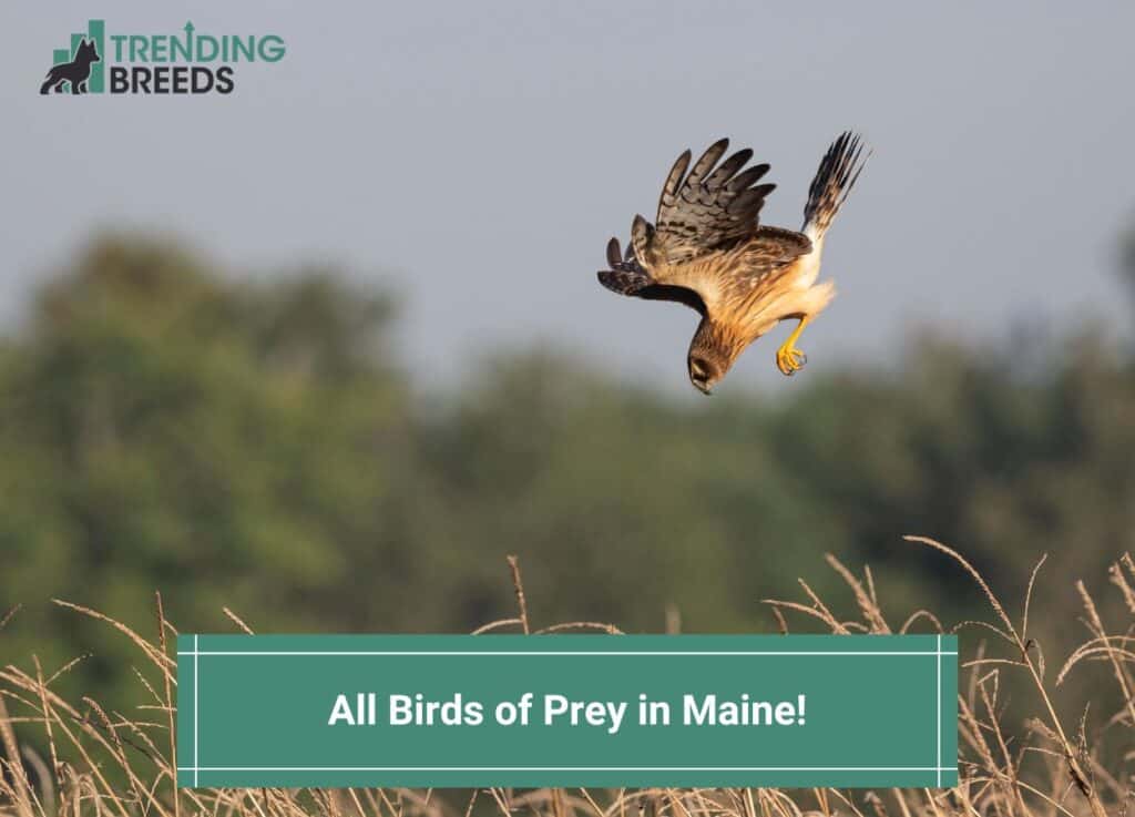 All 12 Birds of Prey in Maine-template
