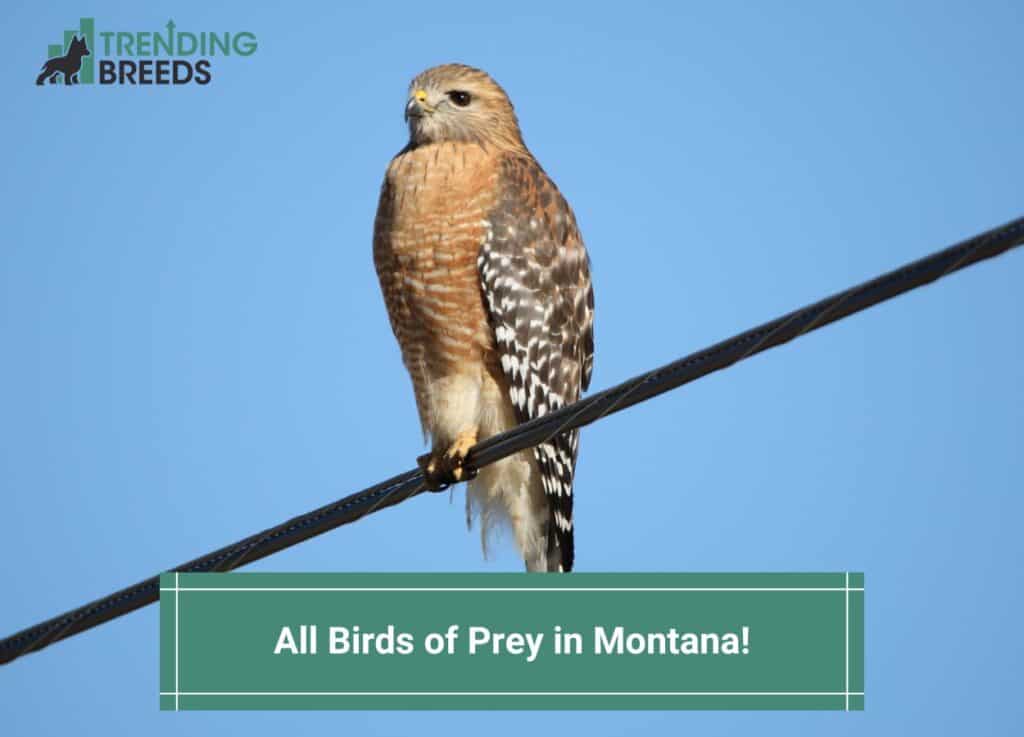All 12 Birds of Prey in Montana-template