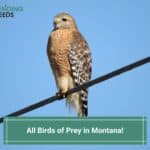 All 12 Birds of Prey in Montana-template