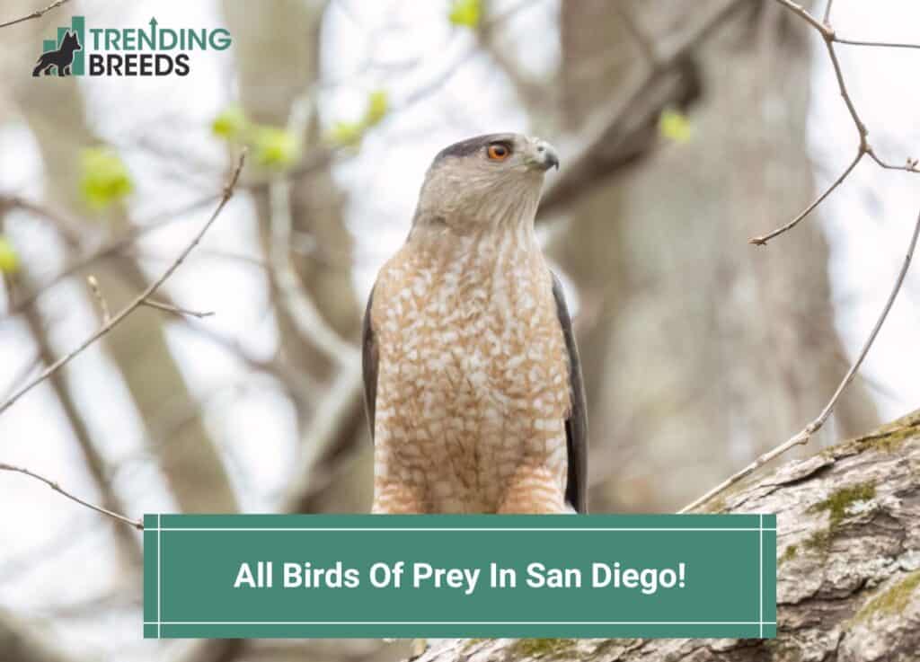 All-13-Birds-Of-Prey-In-San-Diego-TEMPLATE