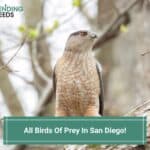 All-13-Birds-Of-Prey-In-San-Diego-TEMPLATE