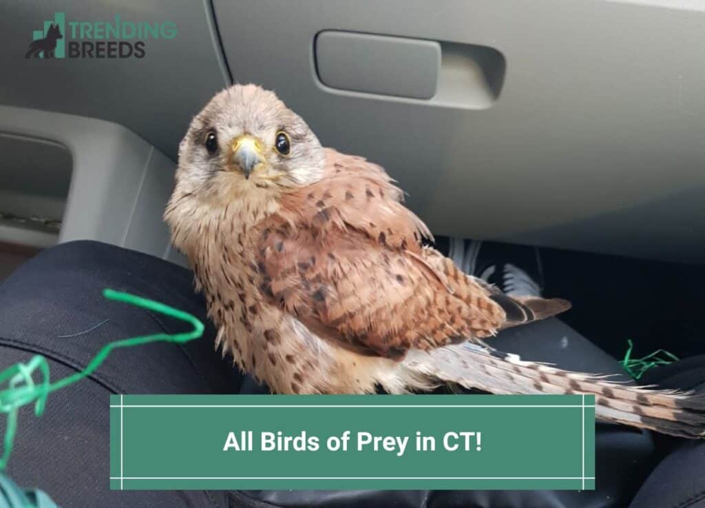 All-13-Birds-of-Prey-in-CT-template