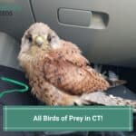 All-13-Birds-of-Prey-in-CT-template