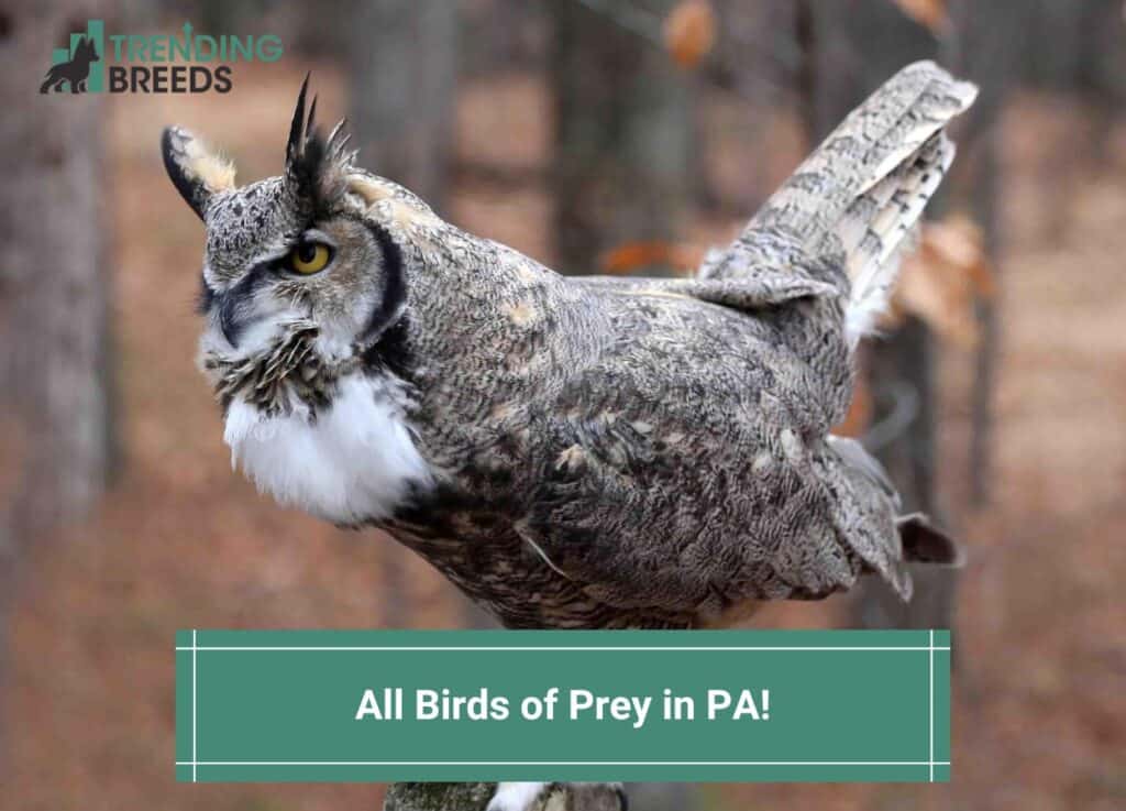All-13-Birds-of-Prey-in-PA-template