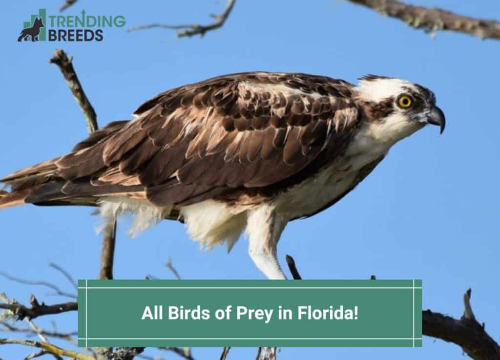 All-7-Birds-of-Prey-in-Florida-template