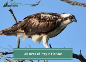 All-7-Birds-of-Prey-in-Florida-template