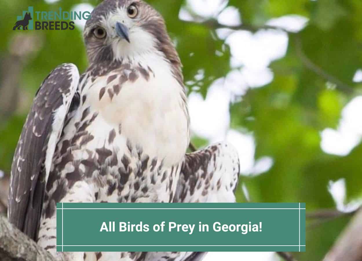All 7 Birds of Prey in Georgia! (Species ID Guide) (2023)