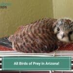 All Birds of Prey in Arizona-template