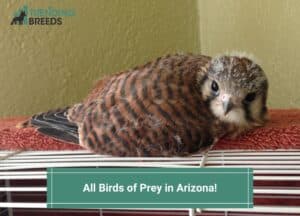 All Birds of Prey in Arizona-template